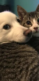 Cute dog and tabby kitten snuggling on bed.