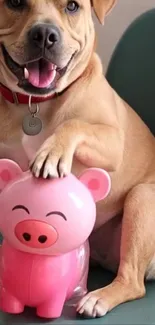 Dog with pink pig toy sitting on a chair, smiling.