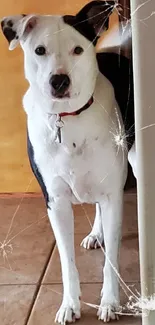 Adorable dog standing by a doorway in a cozy home setting.