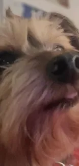 Close-up of an adorable fluffy dog with brown tones.