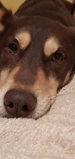 Close-up of a dog's face lying on soft beige surface.