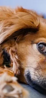 Close-up of a serene brown dog lying down.