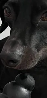 Close-up of a cute dog's face with expressive eyes and a soft nose.