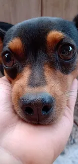 Cute dog face resting in hand, close-up shot.