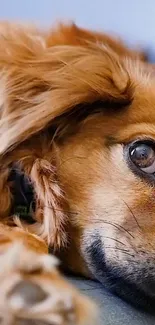 Close-up of an adorable brown dog lying down, gazing softly.