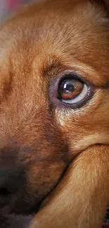 Close-up of a cute dog's face with deep brown eyes and soft fur.