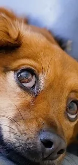 Close-up of a cute dog with brown fur and big eyes.