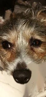 Close-up of an adorable dog's face with fluffy fur and bright eyes.