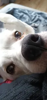 Cute dog with close-up shot, showing black nose and expressive eyes.