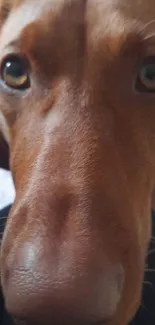 Close-up of an adorable dog with a brown nose and soft eyes.