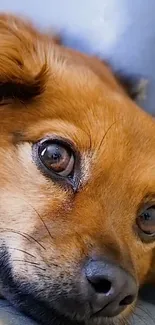 Close-up of a cute brown dog resting peacefully.