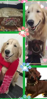 Collage of golden retrievers and dachshunds with hearts.