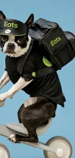 Boston Terrier dressed as a delivery rider on a bike.