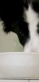 Adorable dog sipping from a white bowl wallpaper.