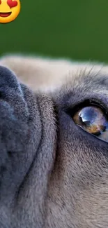 Close-up of a dog's face with expressive eyes and an emoji in corner.