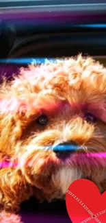 Curly-haired dog with heart and neon effect.