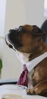 Cute dog in business attire with tie on office chair.