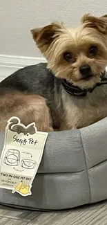 Adorable dog resting in a cozy pet bed.