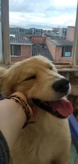 Smiling dog being petted near window in cozy urban setting.