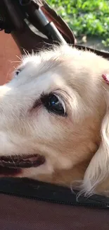 Adorable light brown dog resting in a cozy setting, perfect for pet lovers.