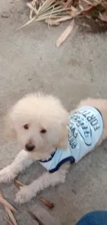 Cute dog wearing a stylish shirt on a light surface.