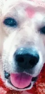 Adorable dog in red festive attire, smiling happily.