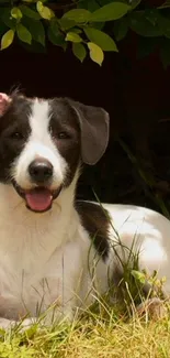 Black and white dog relaxing in a lush garden.