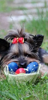 Yorkshire Terrier with red bow on grass surrounded by Easter eggs.