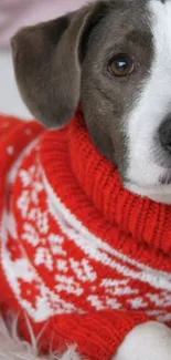 Cute dog in a red and white knitted sweater on display.