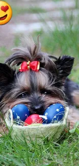 Cute dog with red bow lying on grass with emoji.