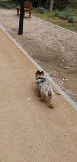 Fluffy dog walks on a serene park pathway, surrounded by nature.