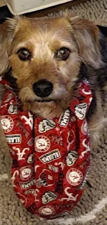 Dog in a red Alabama bandana on a patterned carpet.