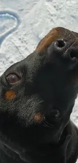 Cute black dog with heart-shaped snow background.