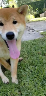 Cute dog with tongue out in a sunny garden.