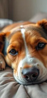 Adorable dog lying on a cozy bed.