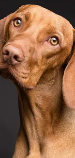 Adorable brown dog with curious expression on a black background.