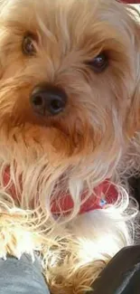 Adorable dog with fluffy fur wearing a red harness.