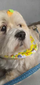 Adorable beige dog with colorful accessory on leash.