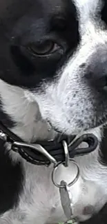 Close-up of a cute French bulldog with black and white fur.