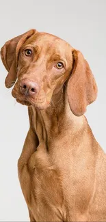 Brown dog with curious expression against light background.