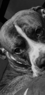 Monochrome close-up of an adorable dog lying on bed.