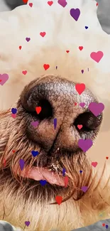 Close-up of a dog's nose surrounded by colorful hearts on a mobile wallpaper.