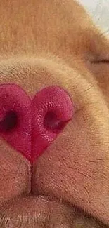 Close-up of a dog's nose shaped like a pink heart for wallpaper.