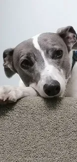 Adorable grey and white dog resting on a carpet.