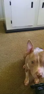 Cute dog sitting on a beige carpet with a cabinet in the background.