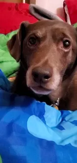 Adorable brown dog on a colorful bed.