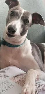 Adorable dog relaxing on gray couch.