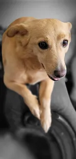 Adorable dog lounging on dark couch with blurred background.