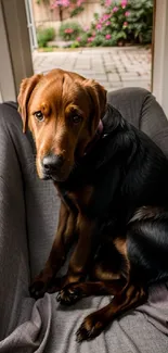 A cute brown dog sitting on a gray couch indoors.