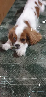 Cute dog relaxing on a green carpet.